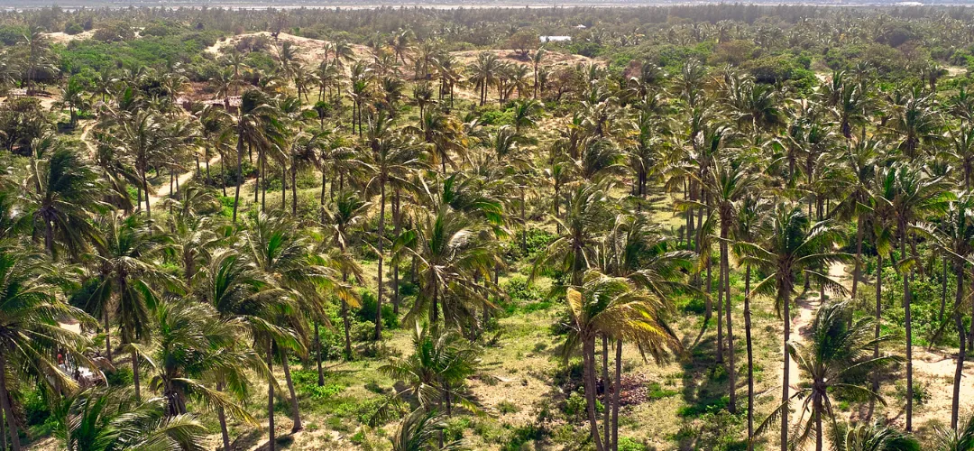 Aerial view of coastal plots